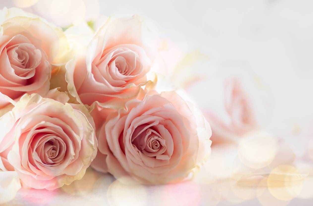Festive still life with pink roses.